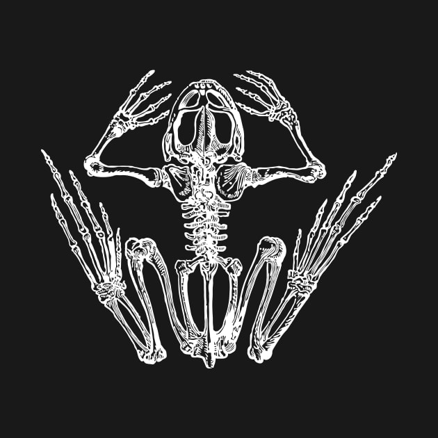 Frog skeleton. by knolios