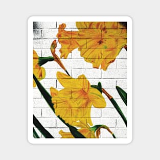 Daffodils on a white brick wall Magnet