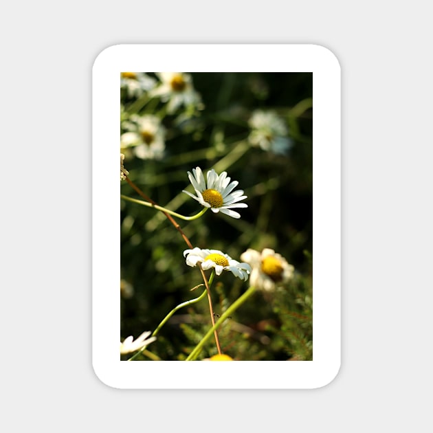 Chamomile Magnet by annaprendergast