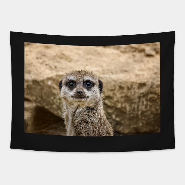 Meerkat Tapestry by InspiraImage