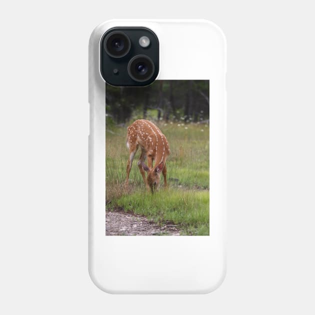 Foraging for food - White-taileddeer fawn Phone Case by Jim Cumming