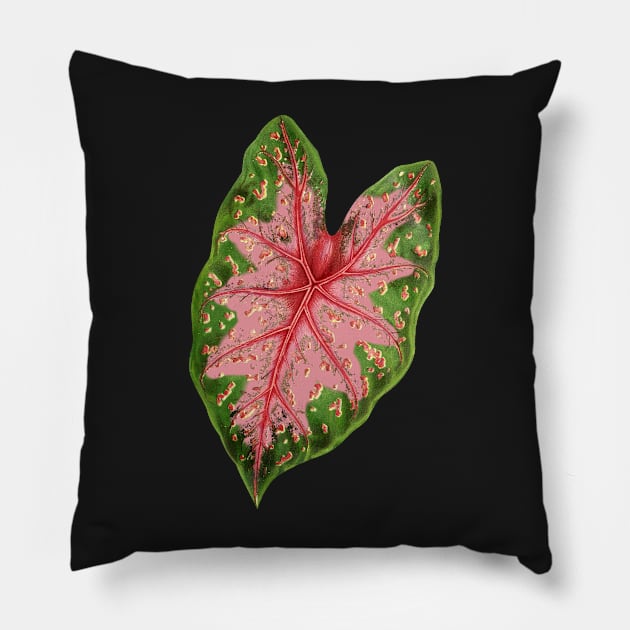 Caladium hybrid - botanical illustration Pillow by chimakingthings