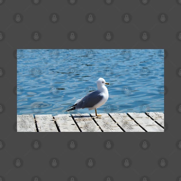 A Gull Standing On A Wooden Walkway by BackyardBirder