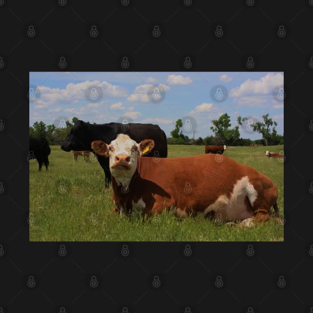 Kansas Country Cow's in a Pasture by ROBERTDBROZEK