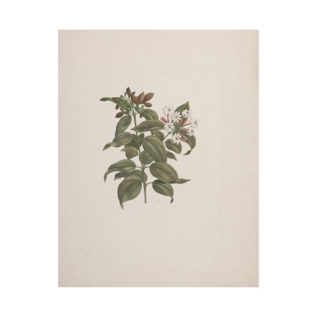 Jasminum Dichotomun Vahl - African Jasmine by Luigi Balugani by Classic Art Stall