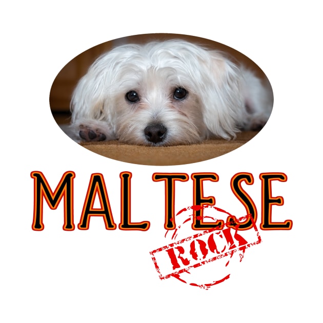 Maltese Rock! by Naves