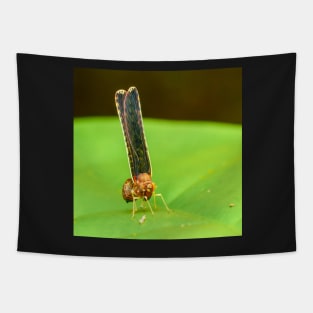 Unique and organic photo of a Anotia spp Derbid planthopper Tapestry