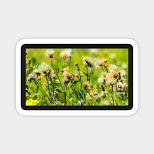 Prairie flower illustration Magnet