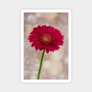 Single Hot Pink Gerbera Magnet