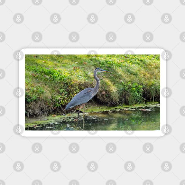 Great Blue Heron Magnet by BackyardBirder