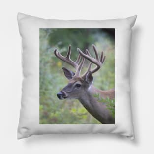White-tailed Buck in Summer Pillow