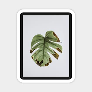 Monstera, Leaf, Green, Plant, Tropical, Nature print Magnet