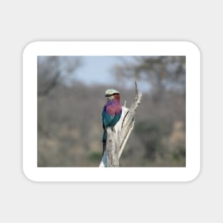 My African Safari - Blue-bellied roller Magnet