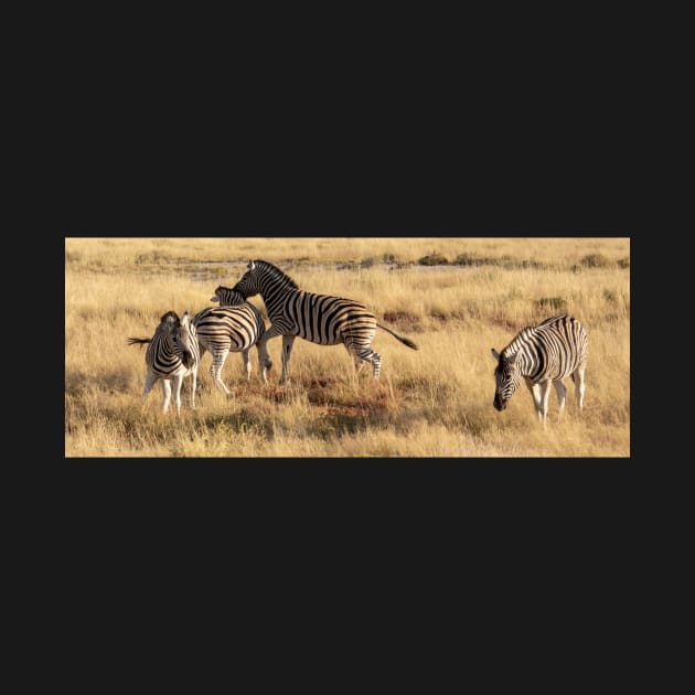 Zebra playing. by sma1050