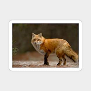 Red Fox Magnet