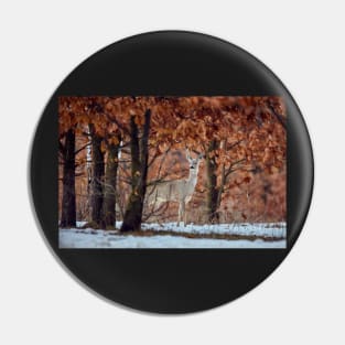 Roe deer in the forest Pin