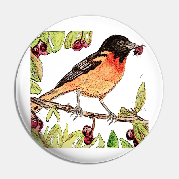 Baltimore Oriole, pretty bird eating cherries Pin by Walters Mom