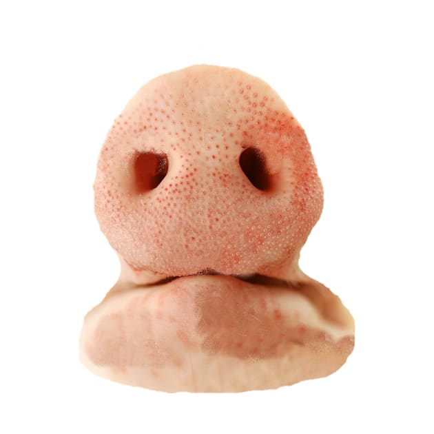 Pig nose by dodgerfl