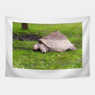 Giant tortoise eating grass Tapestry