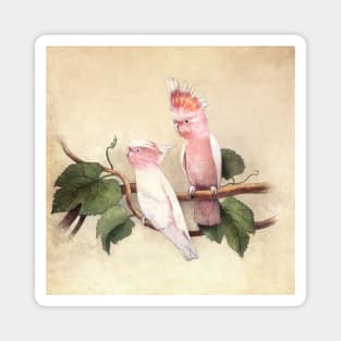 Pink Cockatoos Magnet