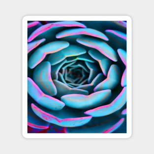 Colorful Succulent Desert Rose Magnet