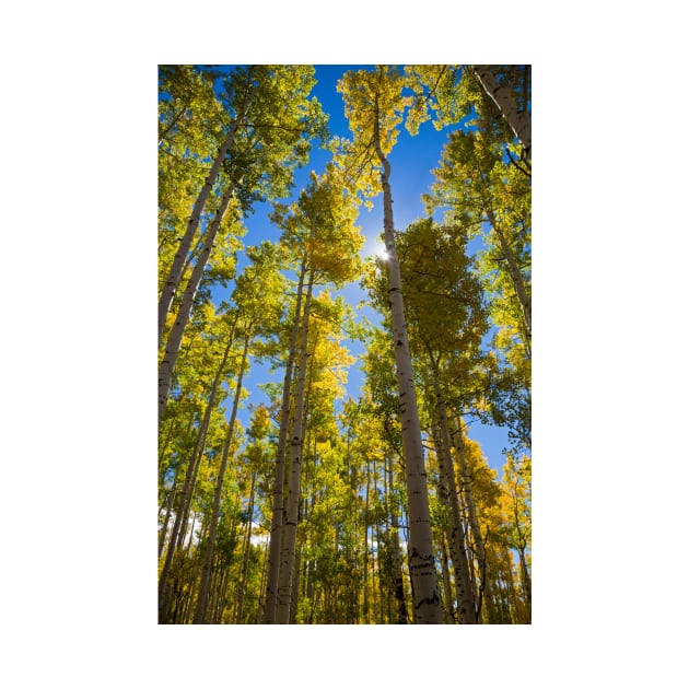 Quaking aspen (Populus tremuloides) in autumn (C034/4977) by SciencePhoto