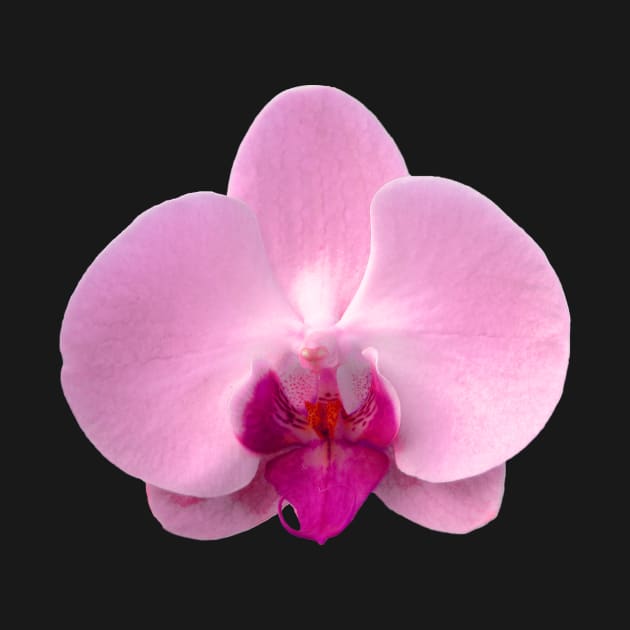 Orchid, Dorne Phalaenopsis in Light Pink by PixDezines