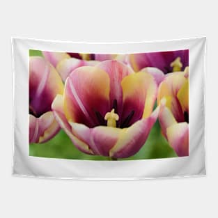 Tulipa  'Atlantis'   Single Late Tulip Tapestry