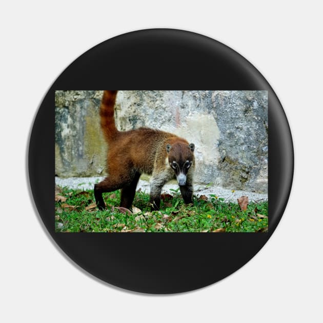 Guatemala - site archéologique de Tikal, Coatis Pin by franck380