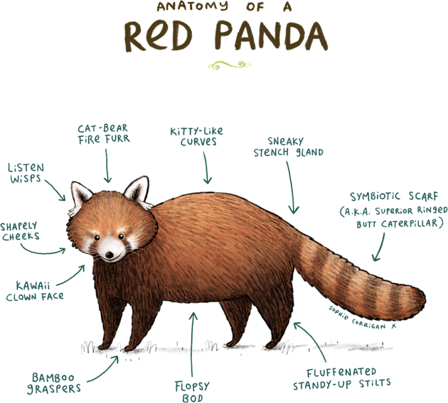 Anatomy of a Red Panda Kids T-Shirt by Sophie Corrigan