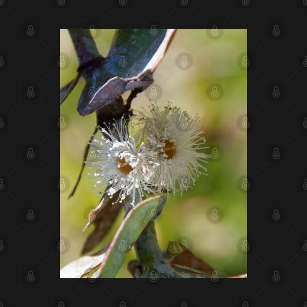 Silver Dollar Gum Flowers by DeborahMcGrath