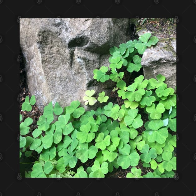 Be Lucky and Smell the Fresh Green Clover! by Photomersion