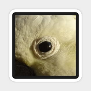 Cockatoo's Eye Magnet