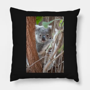 Baby Koala, Australian Wildlife Pillow