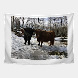 Scottish Highland Cattle Bull and Cow 2297 Tapestry