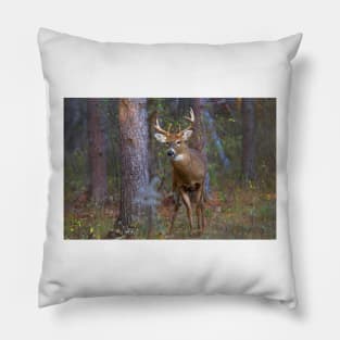 Who goes there? - White-tailed Buck Pillow