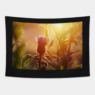 Winter meadow at sunrise Tapestry