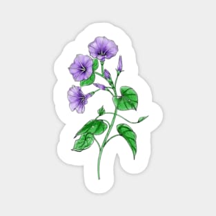 Purple Morning Glory Magnet