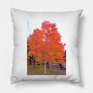 Colorado Aspens Study 33 Pillow