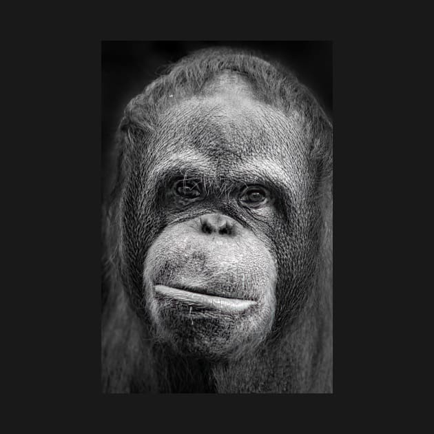 Orang-utan Portrait by TonyNorth