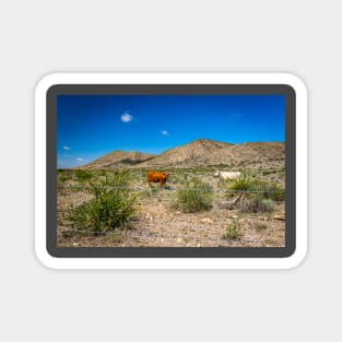 Criollo Cattle on the Open Range Magnet