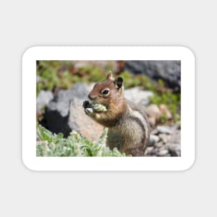 Cascade golden-mantled ground squirrel (Spermophilus saturatus) eating a flower Magnet