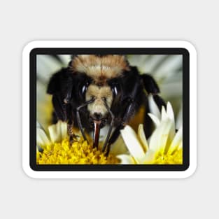 Large bumblebee gathering food on a flower Magnet