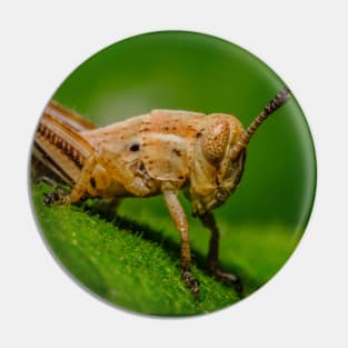 Young Grasshopper Photograph Pin