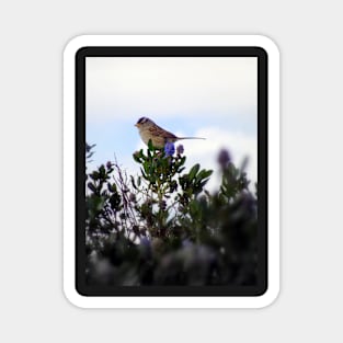 White crowned sparrow in a blue blossom Ceanothus Thyrsiflorus bush 2 Magnet