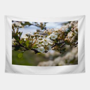 Spring white pear tree flowers Tapestry