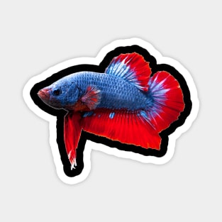 Betta Plakat Magnet