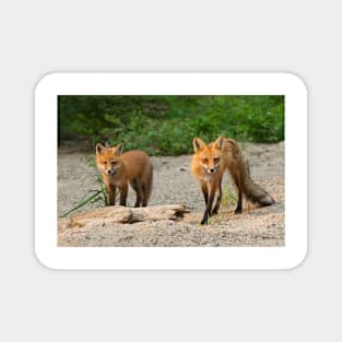 Fox Family - Algonquin Park, Canada Magnet