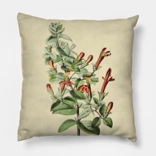 Penstemon Cordifolius With Details Pillow