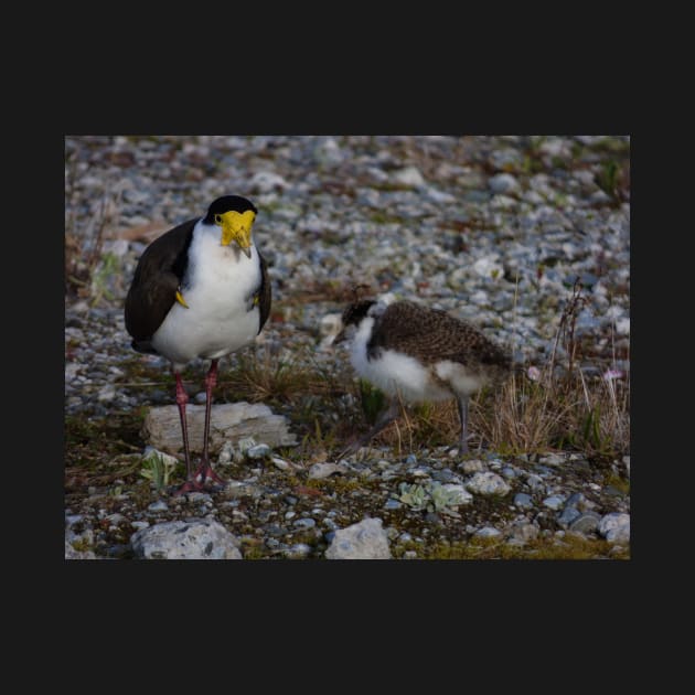 The Masked Lapwing by PictureNZ